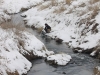 trout_2002_5.jpg