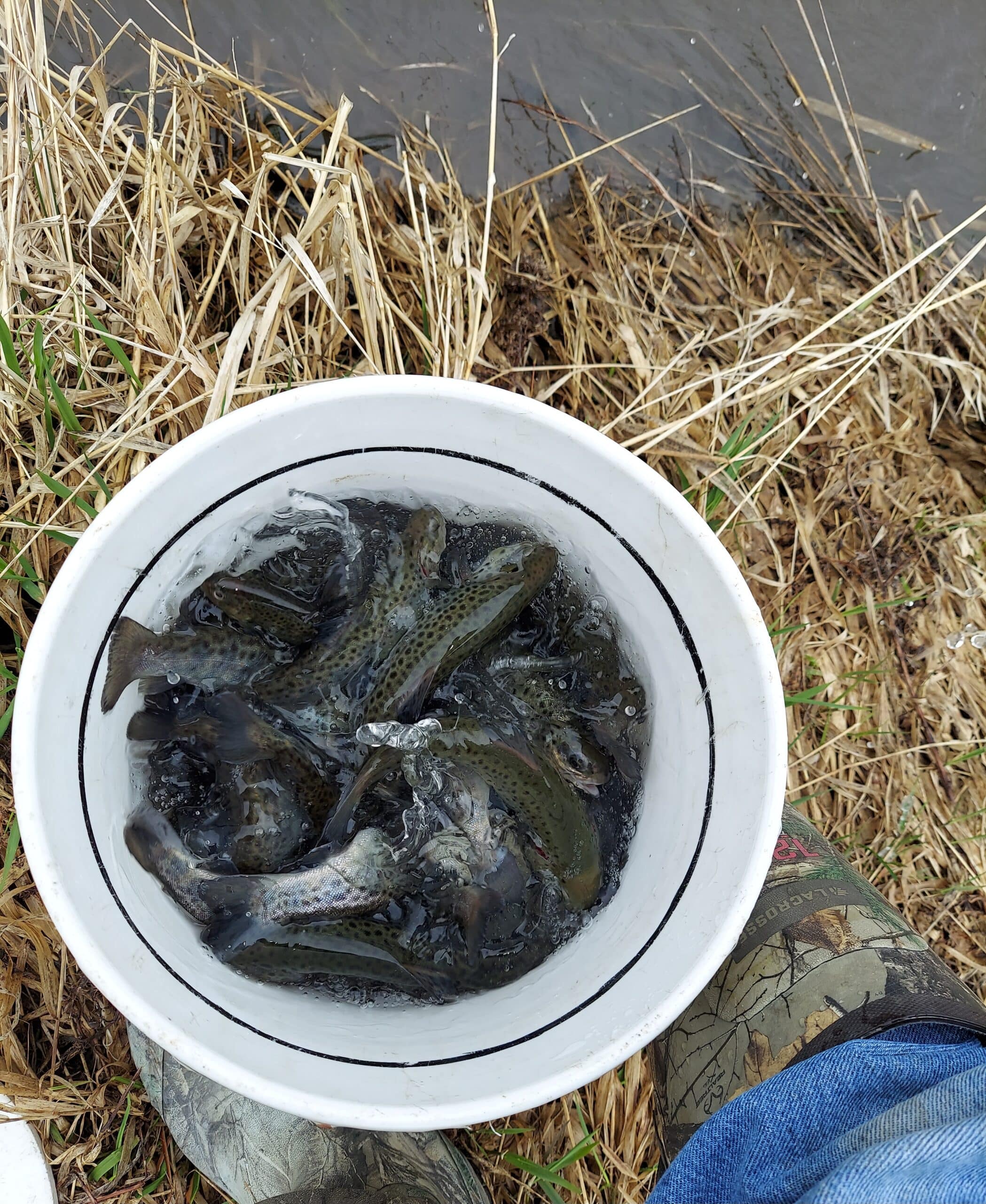 Trout Planting Trout Planting
