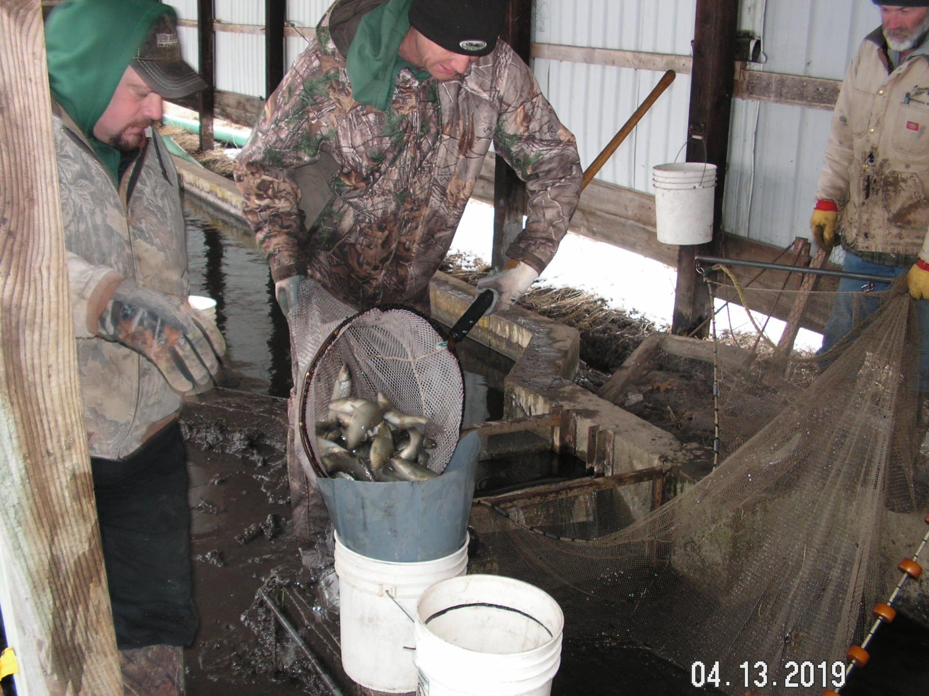 Trout Planting Pict0018