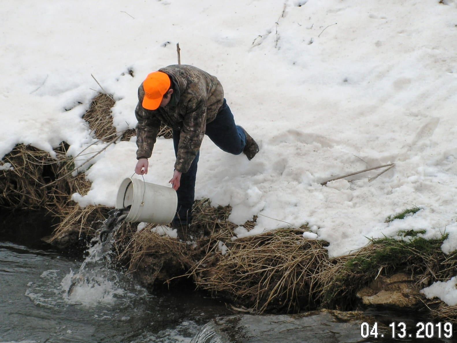 Trout Planting Pict0066